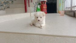 White with brown patches...Indian spitz.1 female puppy available