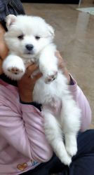 51 day Indian Spitz for sale location jaipur