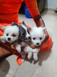 3 Indian Spitz puppies for sale