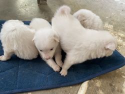 Pommerian puppies available