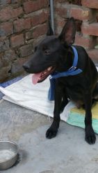 Pitbul dog for sale original breed