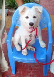 5 months old puppy fully vaccinated for sale