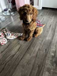 5 Month Old Doodle for sale