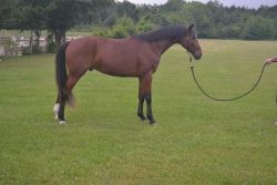 Irish Sport Horse For sale