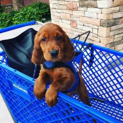 Adorable Irish Setter Pups Readily Available.