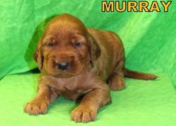Okjn Irish Setter Puppies For A Lovely Home .