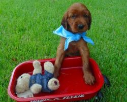 Great top personality Red/irish Setter pups