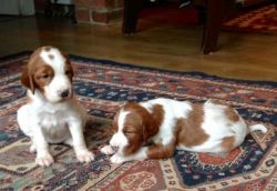 Irish Setter Dogs up for adoption
