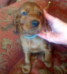 Quality Irish Setter Puppies For Sale