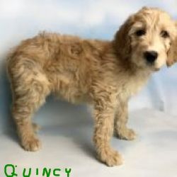QUINCY MALE