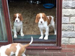 Irish Setter Puppies For Sale