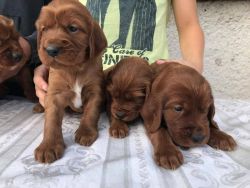 Registered Irish Setter Puppies