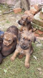Irish Terrier Puppies For Sale