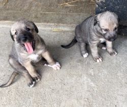 Irish Wolfhound Puppies For Sale
