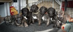 Austonley Irish Wolfhounds have 2 Male puppies