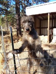 For sale irishwolf hounds puppies