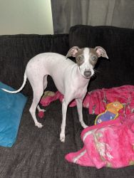 Italian greyhound pup for sale