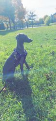 Italian Greyhound for sale