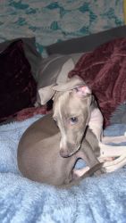 Italian Greyhound puppy for sale! Cute and cuddly and dog friendly!