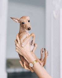 Italian Greyhound Puppies for adoption