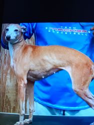 Italian Greyhound Rescues