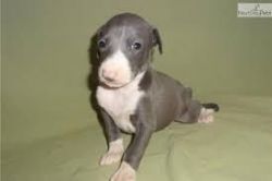 Home Trained Italian Grey Hound Puppies For Sale