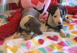 Outstanding Italian Greyhound Puppies For Sale