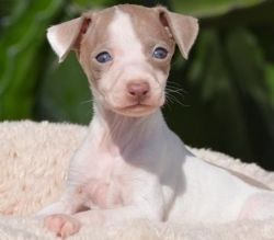Healthy Italian Greyhound Puppies for your home