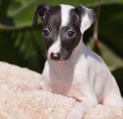 Perfect Italian Greyhound Puppies available