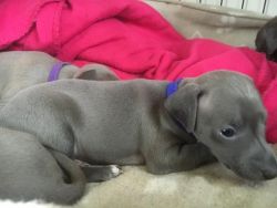 tunning Blue Italian Greyhound Puppiess for sale
