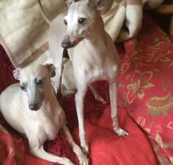 I have a Handsome and beautiful white and blue Italian Greyhound cross