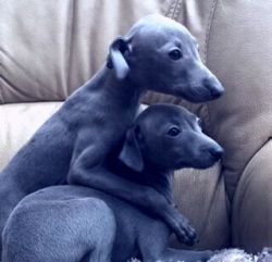 Blue Italian Greyhound Puppies