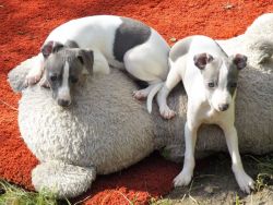 Sweet and loving Italian Greyhound Puppies