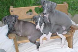 Gorgeous Italian Greyhound Puppies
