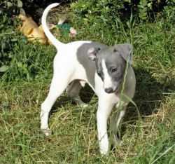 Both Cute Italian Greyhound Puppies Available