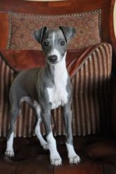 Adorable Italian Greyhound Puppies For Sale