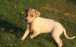 Healthy Italian Greyhound Puppies For Sale