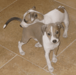 Beautiful Greyhound Male and female puppies