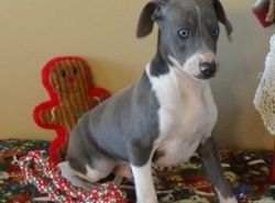 Male And Female Italian Greyhound Puppies