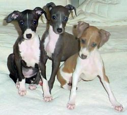 Full blooded Italian Greyhound puppies