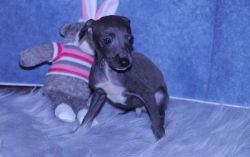 Beautiful Italian Greyhounds Available now