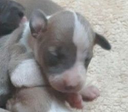 Very rare**Italian Greyhound puppy for sale!