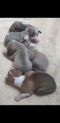 RARE* Adorable Italian greyhound puppy looking for a home!