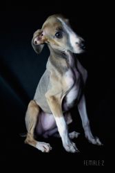 1 Beautiful Italian Greyhound Available Now (12 weeks)