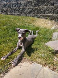Italian greyhound puppy 12 weeks for sale