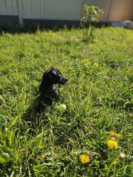 Female Toy Poodle/Jack Russell