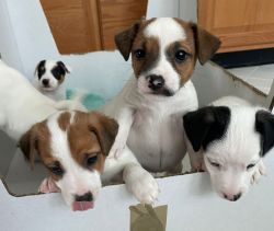 Pure Beed Jack Russels
