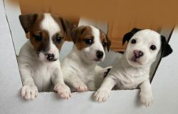 Jack russel pure breed