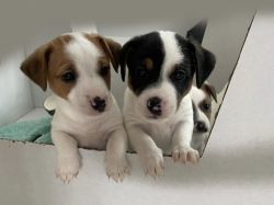 Cutest Jack Russel Puppies