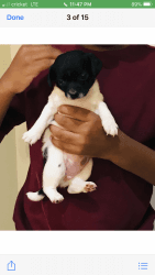 Jack Russell Terrier Puppiy